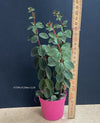 Peperomia Verticillata, organically grown succulent plants for sale at TOMsFLOWer CLUB.