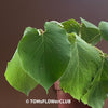Hoja Santa / Piper auritum organically grown tropical plants for sale at TOMsFLOWer CLUB.