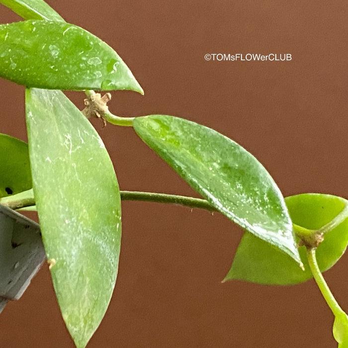 Hoya litoralis, organically grown tropical hoya plants for sale at TOMsFLOWer CLUB.