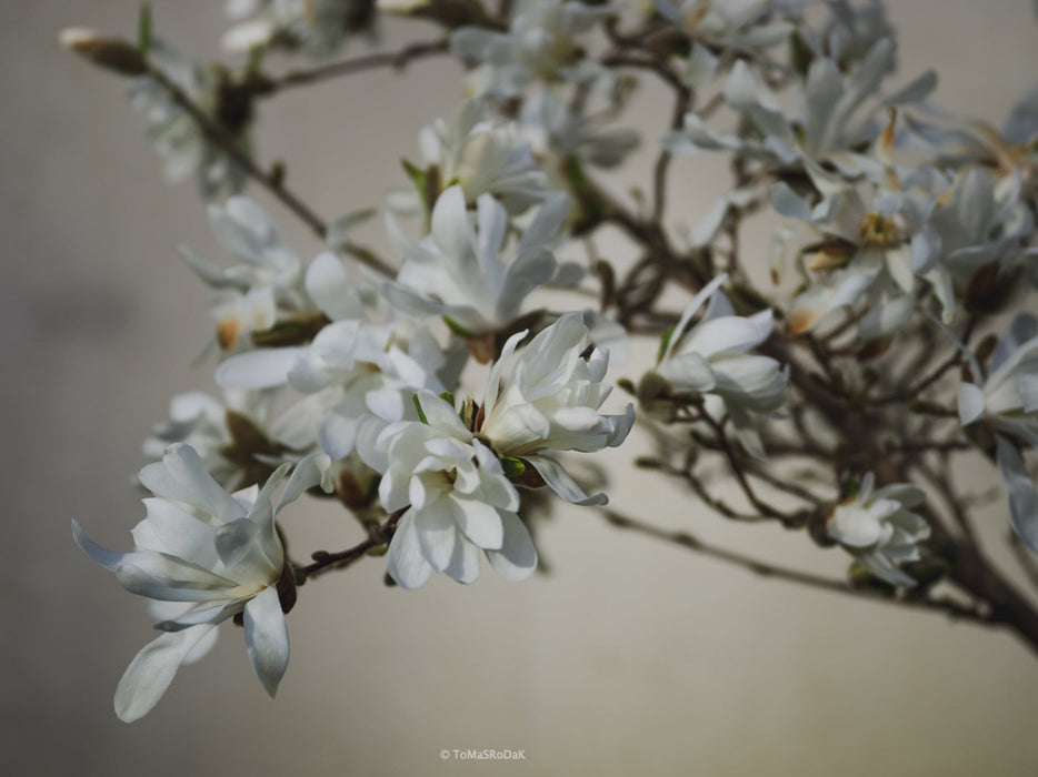 White magnolia by TOMas Rodak, real photo behind acrylic glass in limited edition runs of 139 for sale at TOMs FLOWer CLUB, gallery quality, signed, numbered and certified.