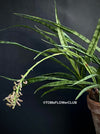 Flowering Sansevieria Parva, organically grown succulent plants for sale at TOMsFLOWer CLUB.