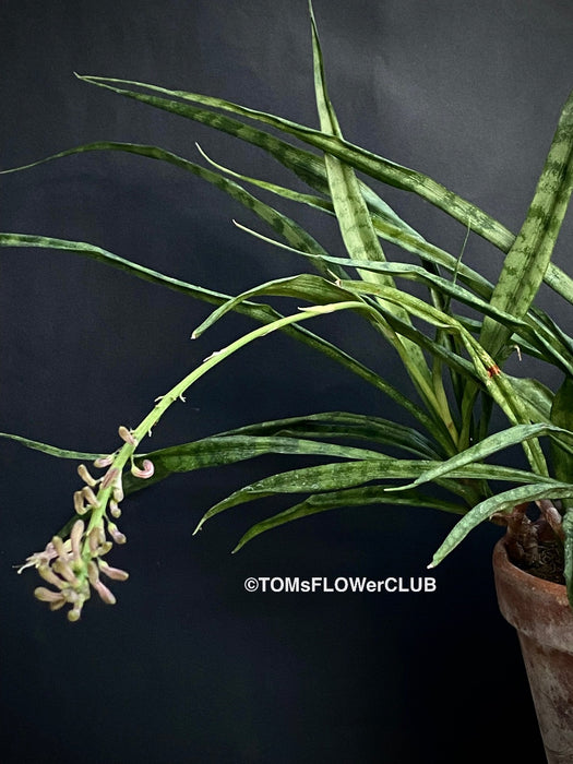 Flowering Sansevieria Parva, organically grown succulent plants for sale at TOMsFLOWer CLUB.
