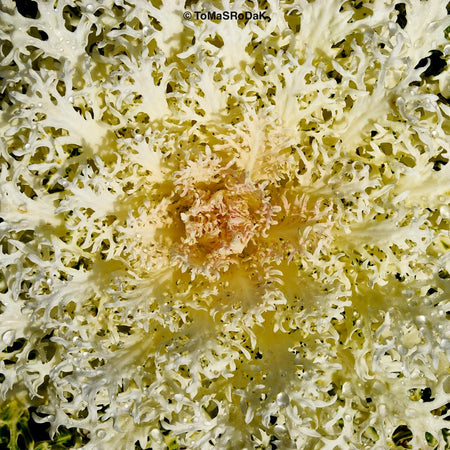 White ornamental cabbage, leaf scape art photo collection by TOMas Rodak for sale at TOMs FLOWer CLUB.