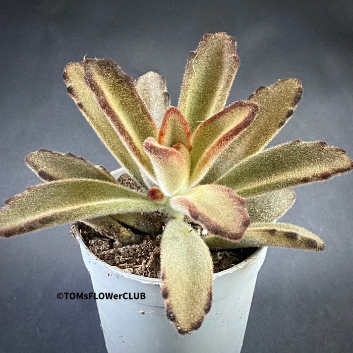 Kalanchoe Tomentosa Chocolate Soldier, organically grown succulent plants for sale at TOMsFLOWer CLUB.