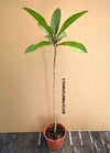 Ficus Benghalensis Roy / Banyan Ficus, organically grown plants for sale at TOMsFLOWer CLUB.