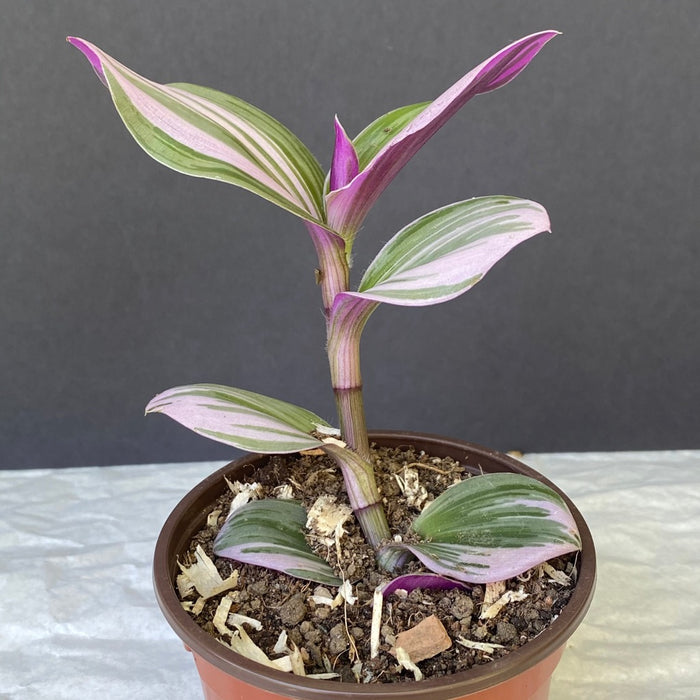 Tradescantia fluminensis quadricolor, organically grown tropical plants for sale at TOMsFLOWer CLUB