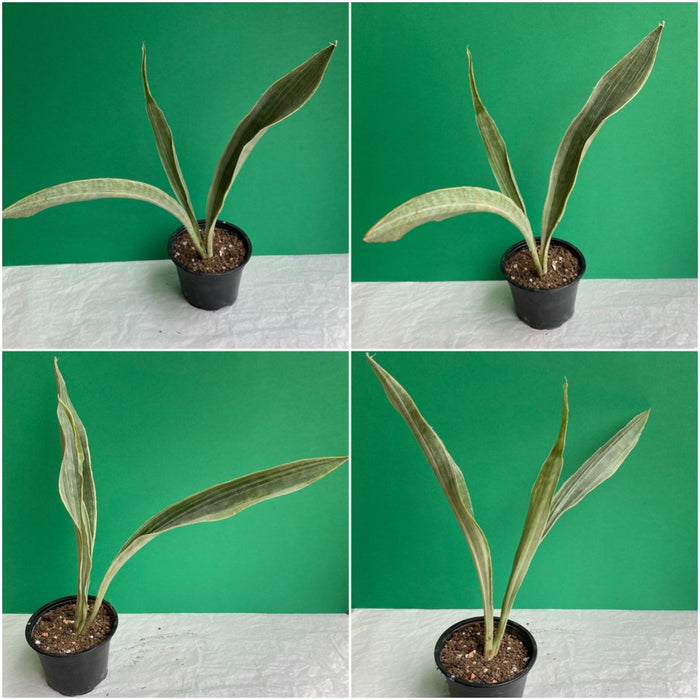 sansevieria trifasciata metallica Sansevieria Trifasciata Metallica | organically grown succulent plants