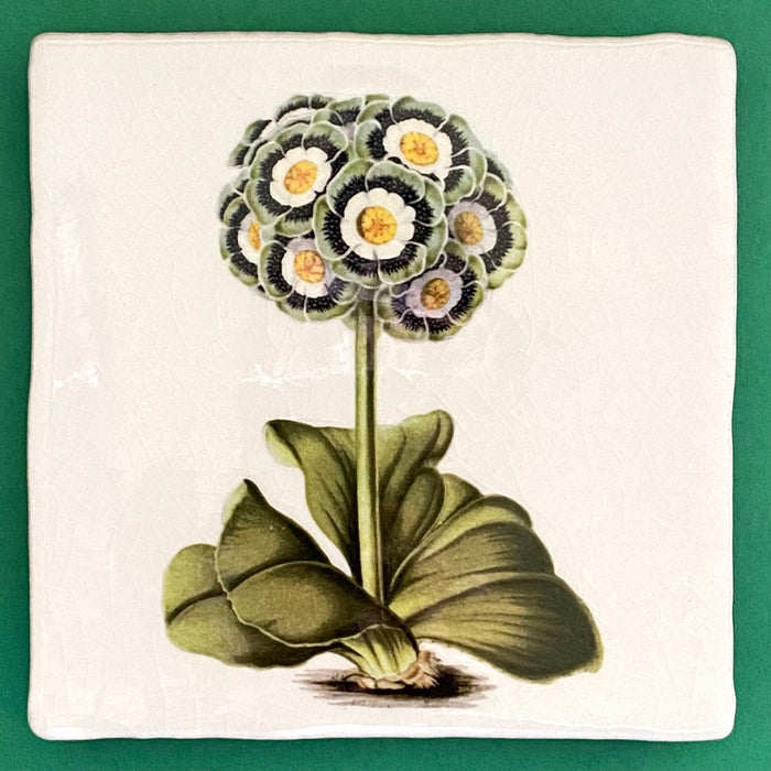 Primula pubescens tile, glazed ceramic on terracotta, for sale at TOMs FLOWer CLUB.