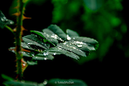 Green rose leaf after the rain, still life floral art photography by Tomas Rodak, photo behind the acrylic glas made by White Wall / LUMAS; offered for sale by TOMs FLOWer CLUB.