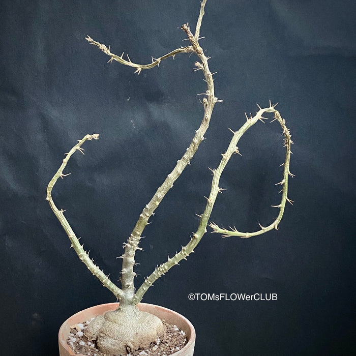 Pachypodium succulentum, organically grown succulent plants for sale at TOMsFLOWer CLUB.