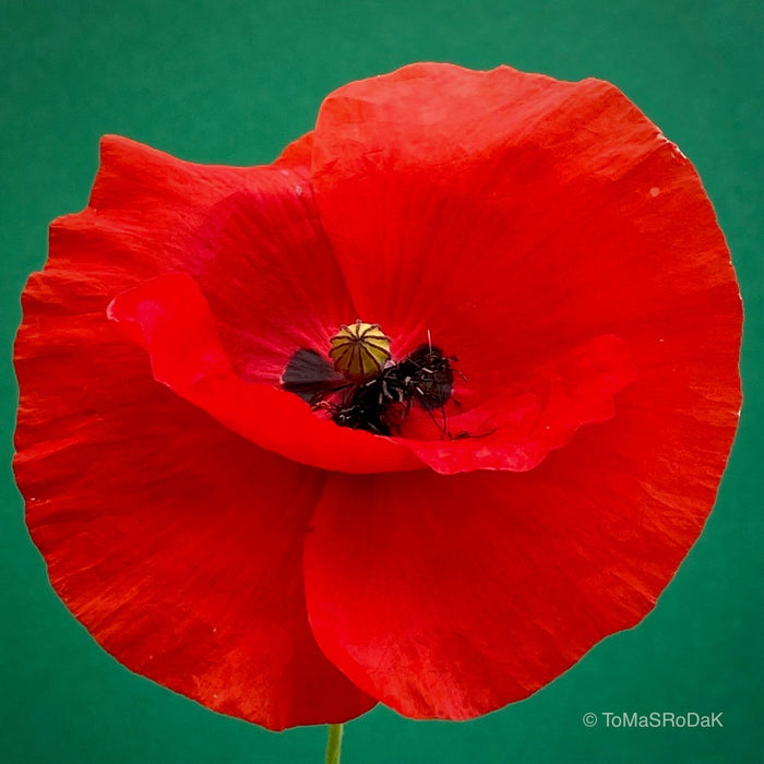 Red Poppy as ART PAPER PRINT by © Tomas Rodak, TOMs FLOWer CLUB, from 10x10cm up to 50x50cm available for unlimited sale.