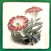 Echinocereus pentalophus tile, glazed ceramic on terracotta, for sale at TOMs FLOWer CLUB.
