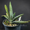 Gasteria Trigona, organically grown succulent plants for sale at TOMsFLOWer CLUB.