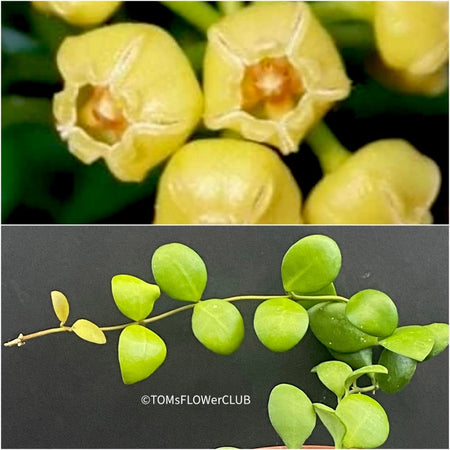 Hoya heuschkeliana yellow, organically grown tropical hoya plants for sale at TOMsFLOWer CLUB.
