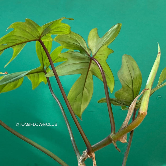 Philodendron Pedatum, organically grown tropical plants for sale at TOMsFLOWer CLUB.