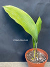 Aspidistra Elatior Asahi, organically grown aspidistra elation variegata plants for sale at TOMs FLOWer CLUB.