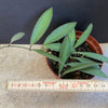 Hoya anncajanoae, organically grown tropical hoya plants for sale at TOMsFLOWer CLUB.