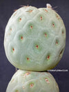 Tephrocactus Geometricus, organically grown succulent plants and cactus for sale at TOMsFLOWer CLUB.