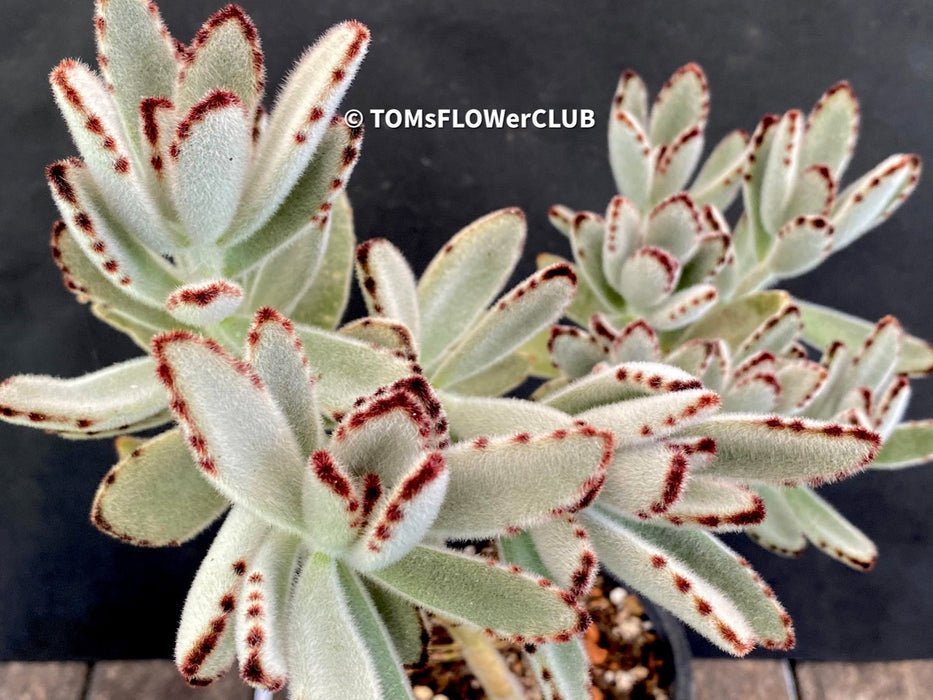 Kalanchoe Tomentosa, organically grown succulent plants for sale at TOMsFLOWer CLUB.