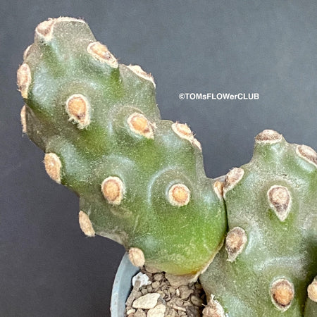 Tephrocactus Molinensis, organically grown succulent plants for sale at TOMsFLOWer CLUB.