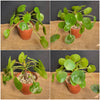Pilea peperomioides on stem, organically grown tropical plants for sale at TOMsFLOWer CLUB.