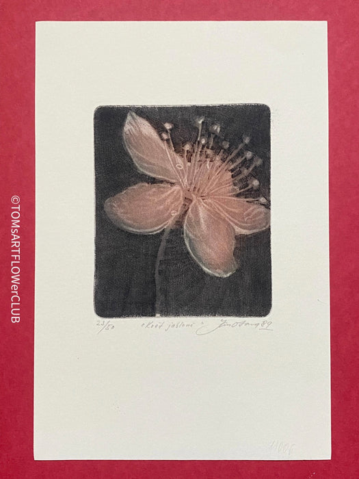 Jan Otava, Czech artist, Apple Tree Flower, etching on paper 23/50, 1989 for sale at TOMs FLOWer CLUB.