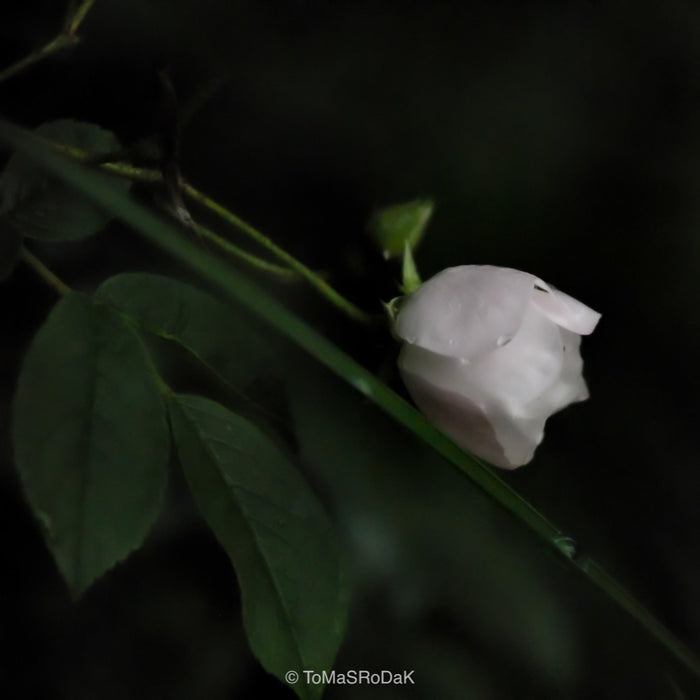 PHOTO PICTURE - Rose R15