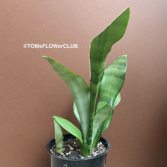 Sansevieria Trifasciata Moonshine, organically grown succulent plants for sale at TOMsFLOWer CLUB.