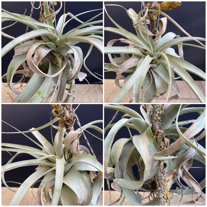 Tillandsia Xerographica, organically grown air plants for sale at TOMsFLOWer CLUB.