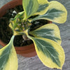 Monadenium Ritchiei Aurea Variegata, organically grown succulent plants for sale at TOMsFLOWer CLUB.