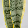 Sansevieria Trifasciata Laurentii, organically grown succulent plants for sale at TOMsFLOWer CLUB.
