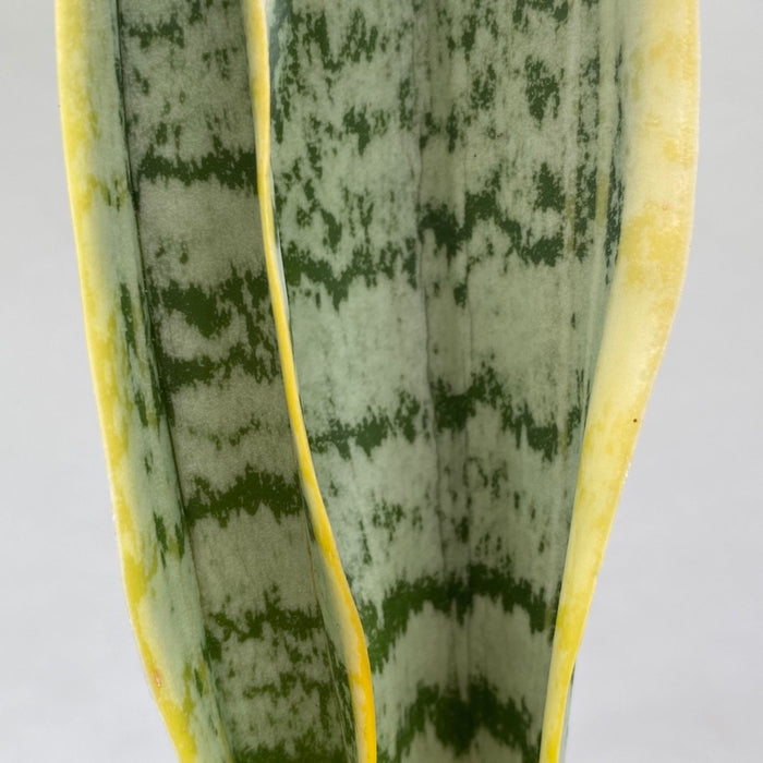 Sansevieria Trifasciata Laurentii, organically grown succulent plants for sale at TOMsFLOWer CLUB.