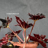 Begonia Black Fang, organically grown tropical plants for sale at TOMs FLOWer CLUB.