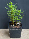 Crassula Sarcocaulis, organically grown sun loving succulent plants for sale at TOMsFLOWer CLUB.