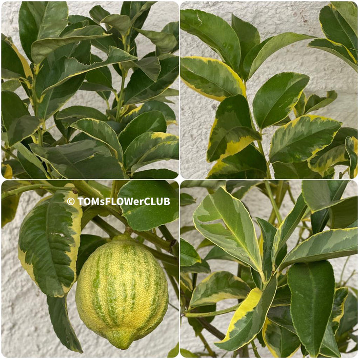 Zitronenbaum, Lemon tree / Citrus limon foliis variegatis sanguineum, organically grown tropical plants for sale at TOMsFLOWer CLUB.