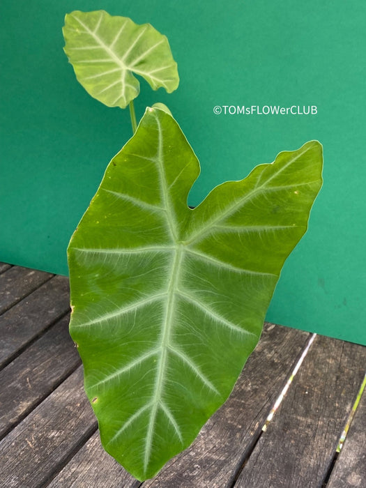 Alocasia Cadieri - Elephant Ear, organically grown tropical plants for sale at TOMsFLOWer CLUB.
