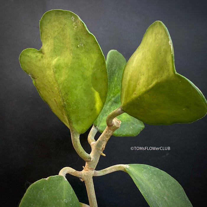 Hoya kerrii mediopicta aurea-variegata - cutting, organically grown tropical hoya plants for sale at TOMsFLOWer CLUB, Wachsblume, Herzblume, Voskovka, 