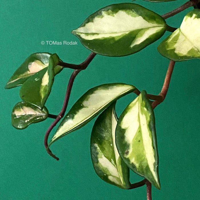 Hoya Carnosa Krimson Princess dancing leaves in the green background as ART PAPER PRINT by © Tomas Rodak, TOMs FLOWer CLUB, from 10x10cm up to 50x50cm available for unlimited sale. 