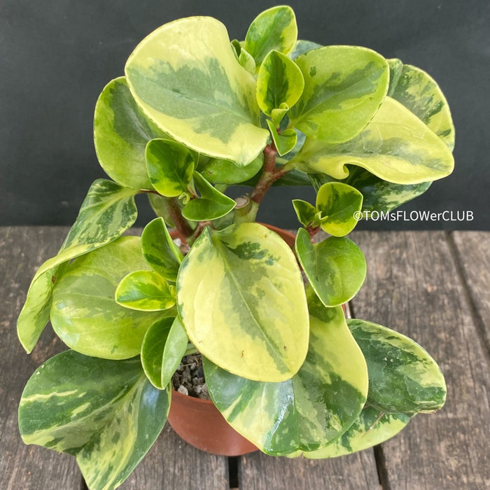 Peperomia Obtusifolia Marble Variegata, organically grown succulent plants for sale at TOMsFLOWer CLUB.