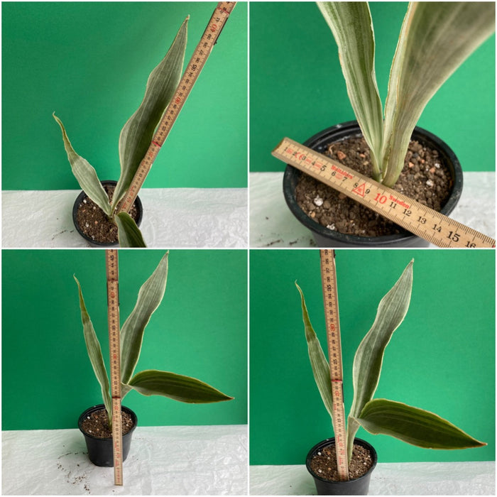 sansevieria metallica for sale Sansevieria Trifasciata Metallica | organically grown succulent plants