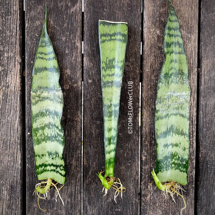 Organically grown Sansevieria Trifasciata rooted cuttings from TOMs FLOWer CLUB. Green-white striped snake plant, air-purifying & easy to care for.