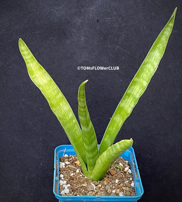 sansevieria javanica Sansevieria Javanica | organically grown succulent plants