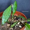 Hoya davidcummingii, organically grown tropical hoya plants for sale at TOMsFLOWer CLUB.