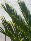 Cycas Revoluta Aurea / Golden Sago Palm, organically grown plants for sale at TOMsFLOWer CLUB.