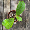 Hoya Kerrii, organically grown tropical Hoya plants for sale at TOMsFLOWer CLUB.