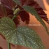 Begonia Lucerna / Corallina de Lucerna / Angel Wing Begonia, organically grown tropical plants for sale at TOMs FLOWer CLUB.
