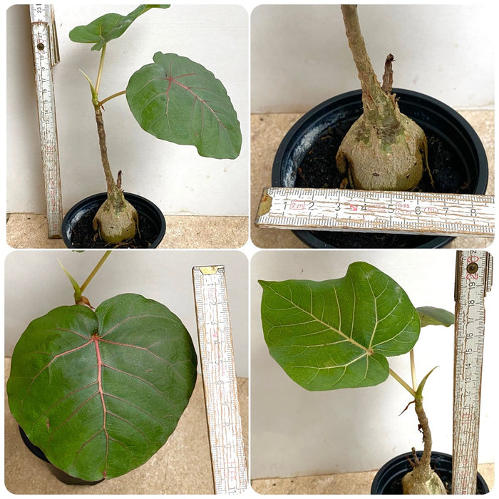 Ficus Petiolaris, organically grown plants for sale at TOMsFLOWer CLUB. 