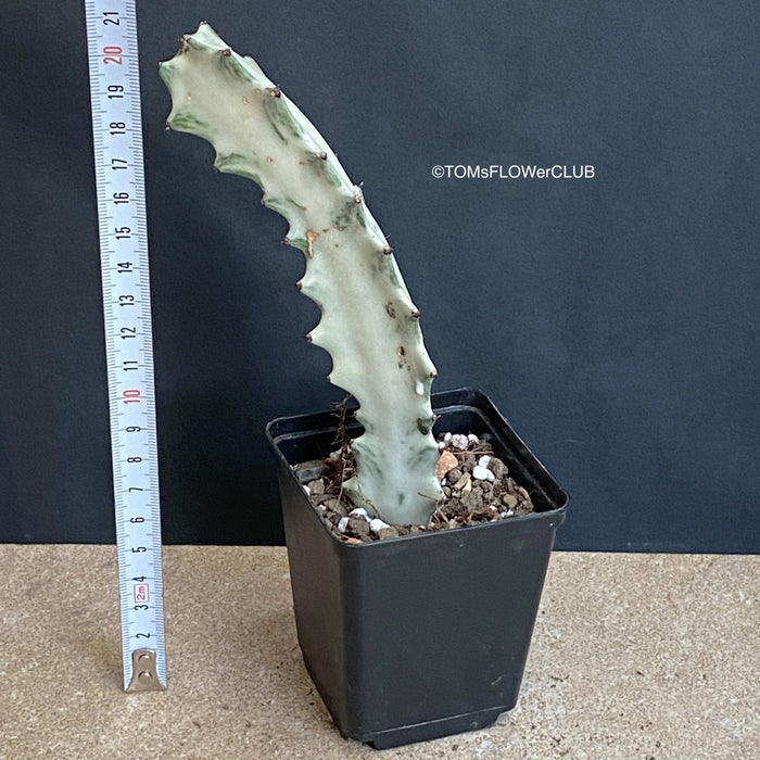 Euphorbia Lactea Alba, white ghost, grey ghost, sun loving succulent plants for sale by TOMs FLOWer CLUB.
