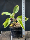 Kalanchoe prolifera, organically grown Madagaskar succulent plants for sale at TOMsFLOWer CLUB.