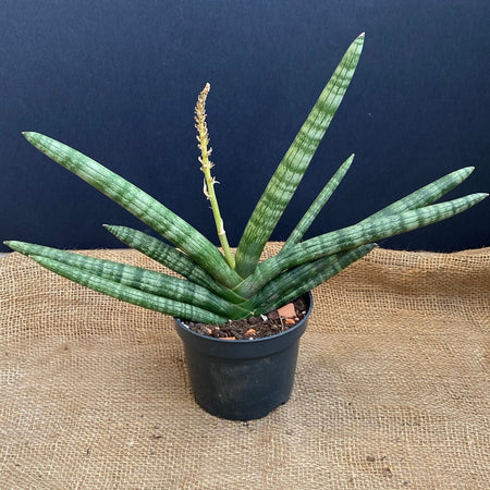 Sanservieria Cylindrica Patula Boncel, organically grown succulent plants for sale at TOMsFLOWer CLUB.